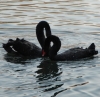 Чёрный лебедь