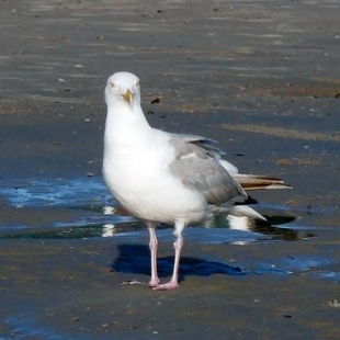 Почему чайки белые - 